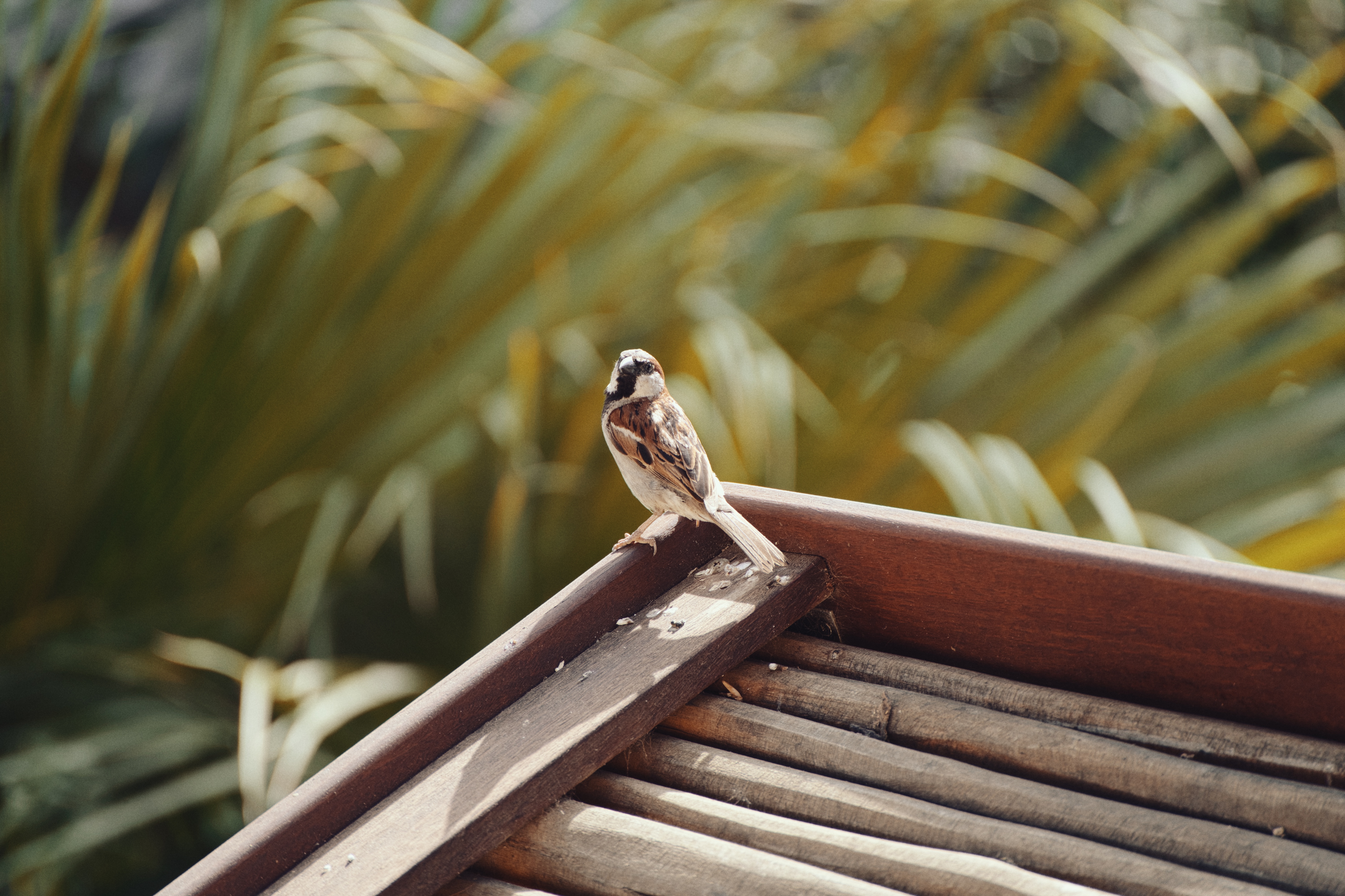 A small sparrow perched on a wooden bench in soft daylight