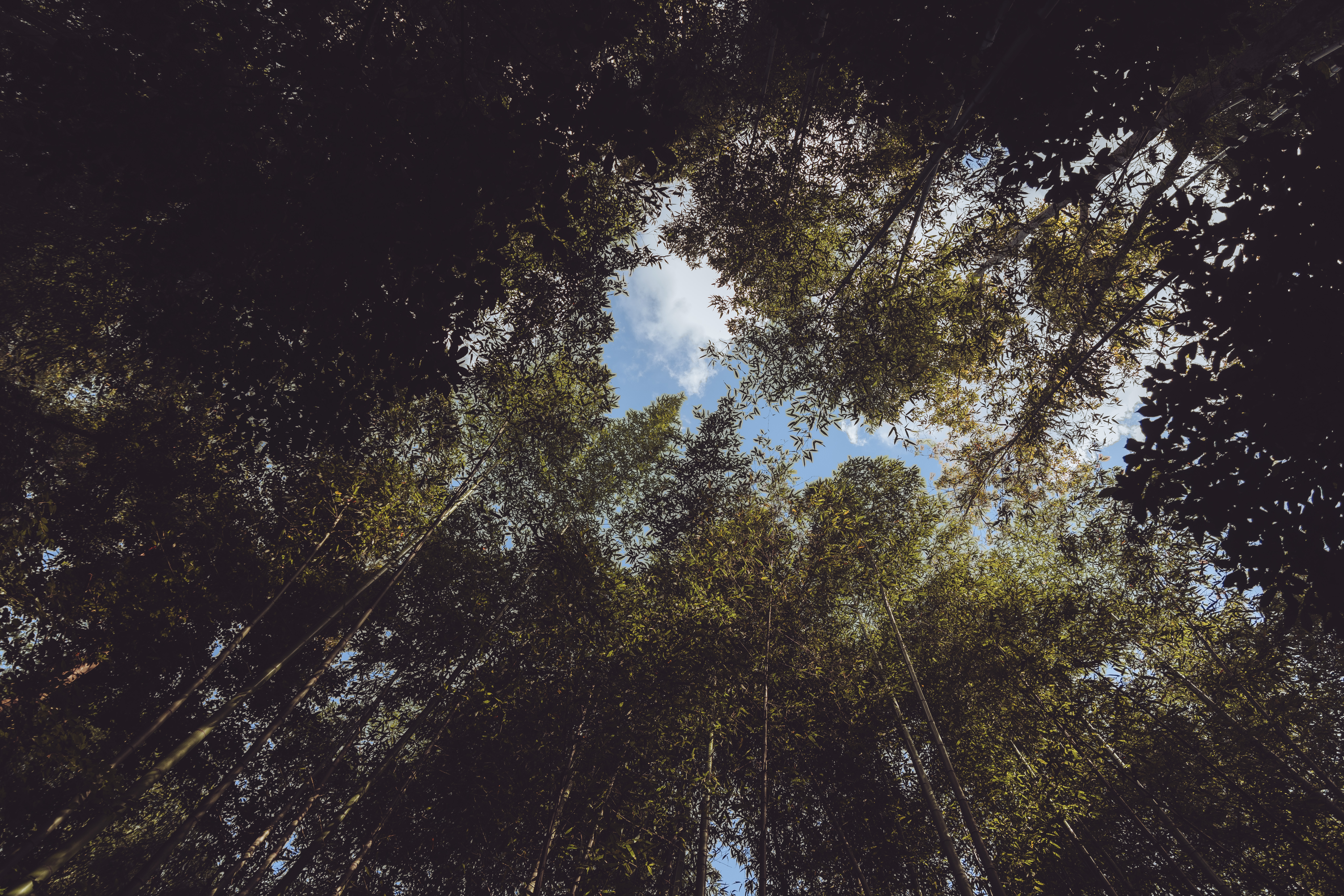 A bamboo forest canopy seen from below against a bright sky