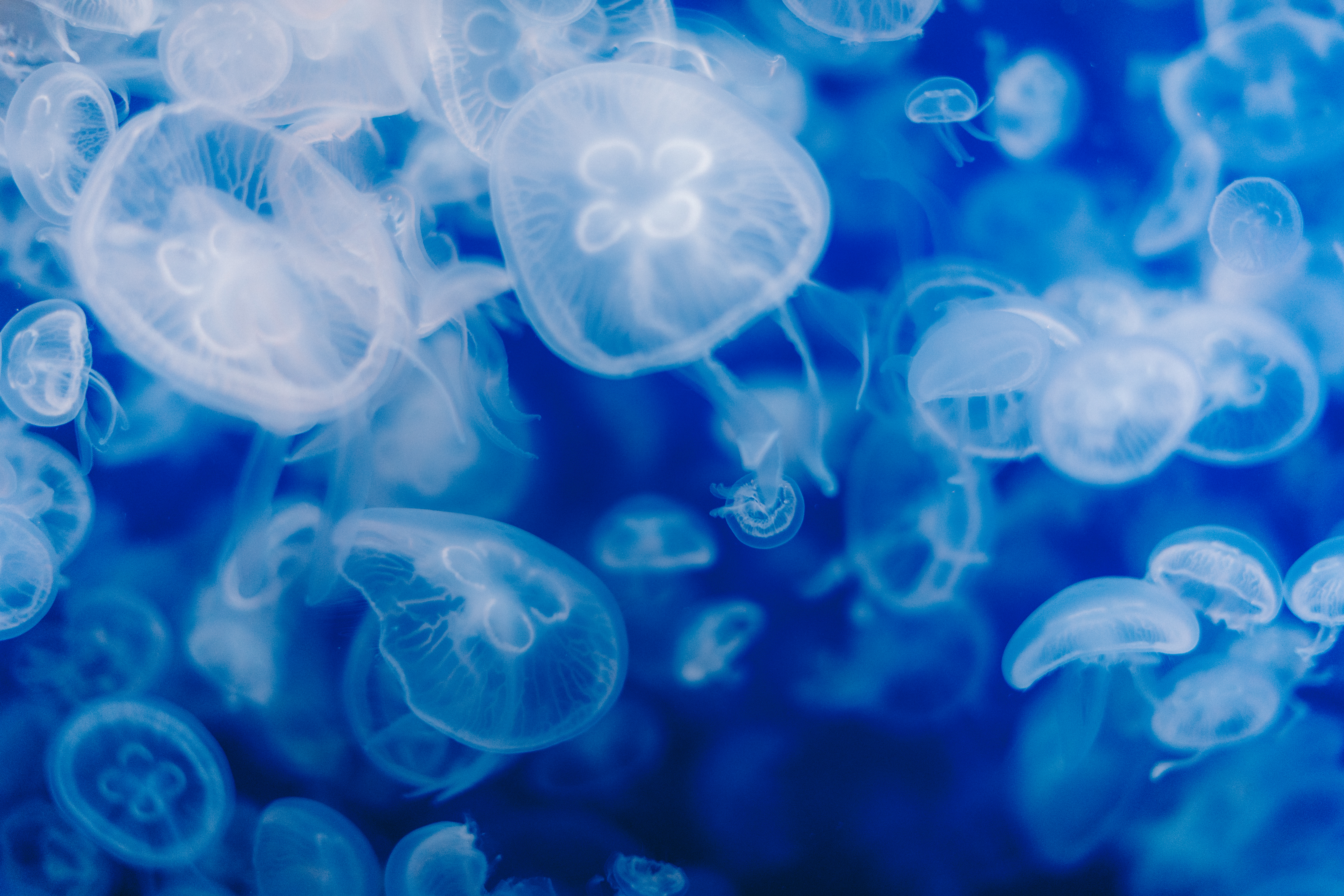 A jellyfish in blue water