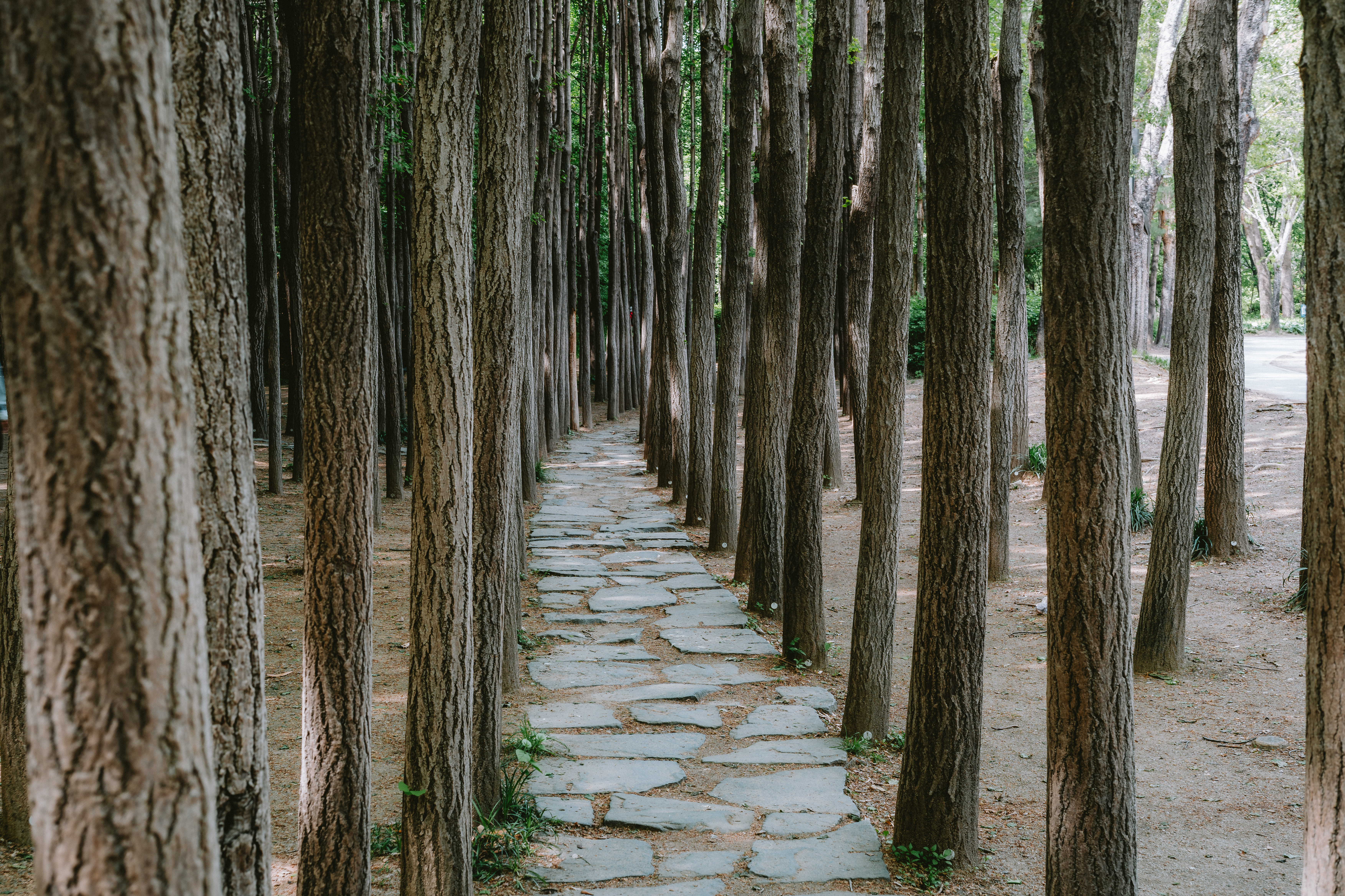 Inside a Korean forest