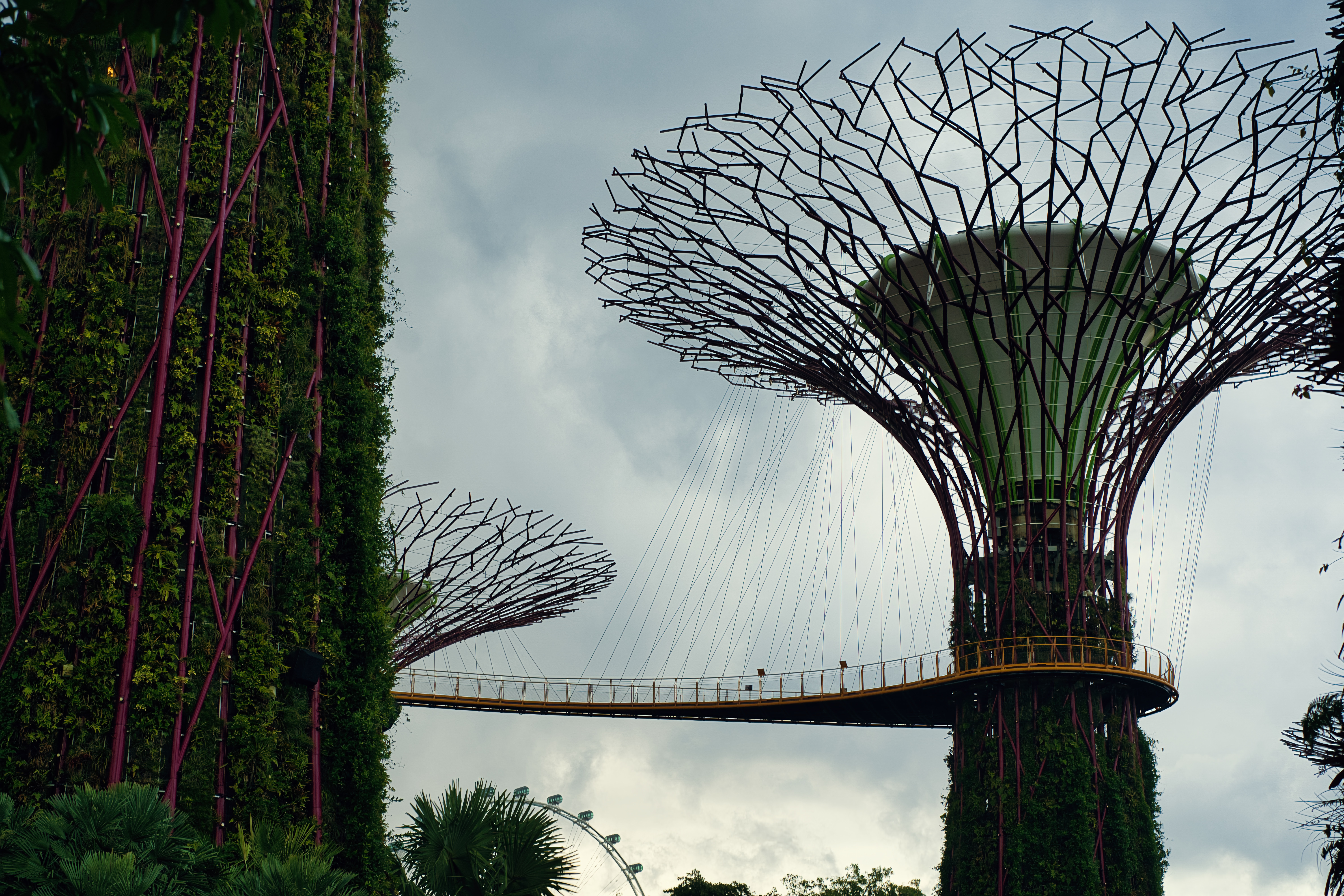 The Supertree Grove at Gardens by the Bay, with the OCBC Skyway bridge between two of the structures